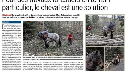 Débardage à Cheval dans les forêts de Moudon